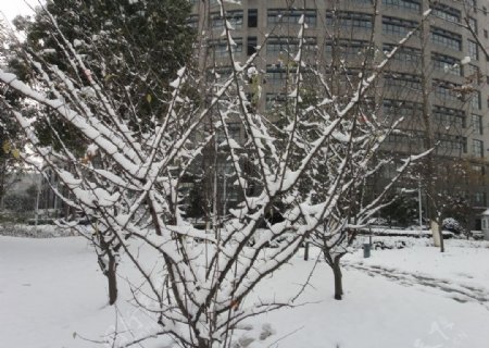 雪天里的树丫图片