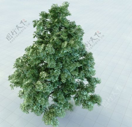无梗花栎栎树图片