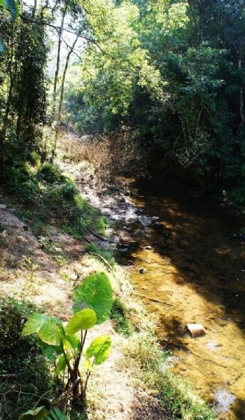 野象谷中的溪流图片
