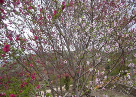 两种颜色的樱花树图片