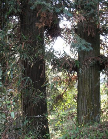 百年杉树图片