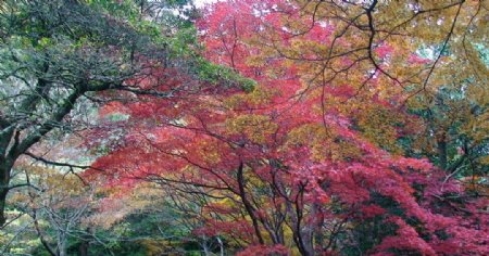 日本风光枫树枫叶图片