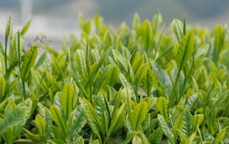 婺源茶叶特写图片