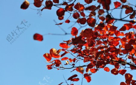 叶子红了图片