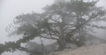 雨中华山松之二图片