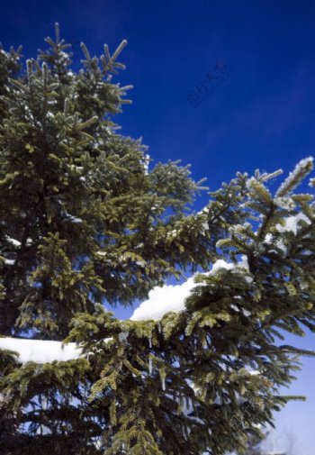 雪后的针叶树图片
