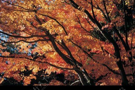阳光下的枫树林图片