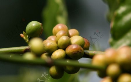 未成熟的咖啡豆图片