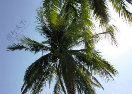 三亚椰树图片