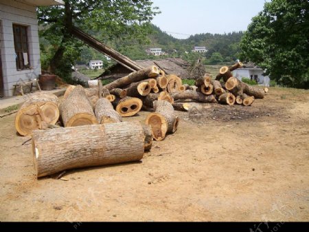 被砍伐的樟树图片