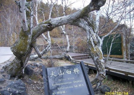 火山白桦图片