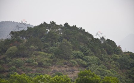 风景工业区风景树图片