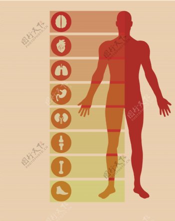 人体器官图标图片