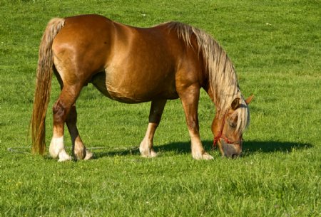 马匹吃草图片