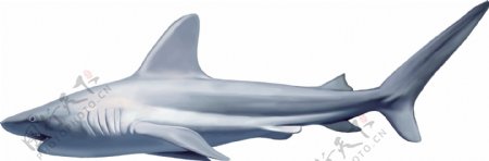 鲨鱼野生动物图片