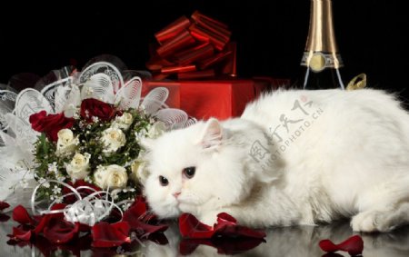 白猫玫瑰花瓣图片