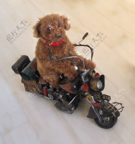 骑模型摩托的小狗狗图片
