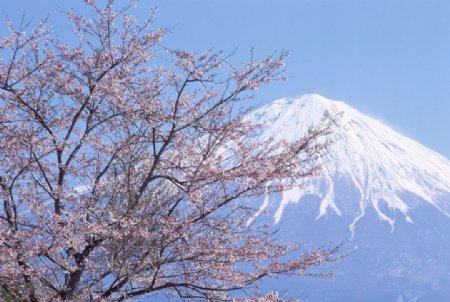 富士山樱花篇图片