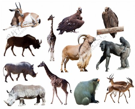 羚羊动物图片