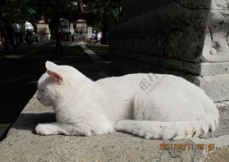 潭柘寺的猫图片