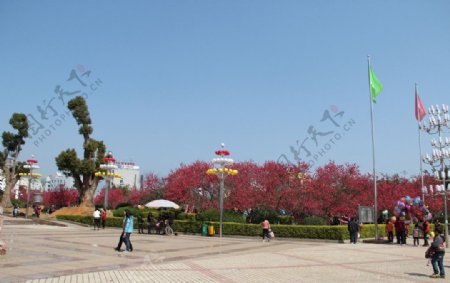 贺州广场桃花图片