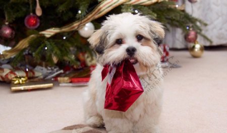 嘴叼圣诞礼盒可爱小狗图片
