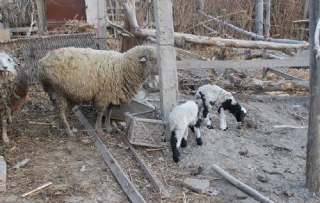 双胞胎羊羔绵羊图片