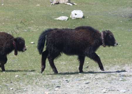 新疆牦牛图片