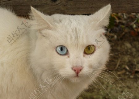 两眼不同颜色的猫图片