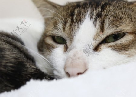 睡眼惺忪的貓咪图片