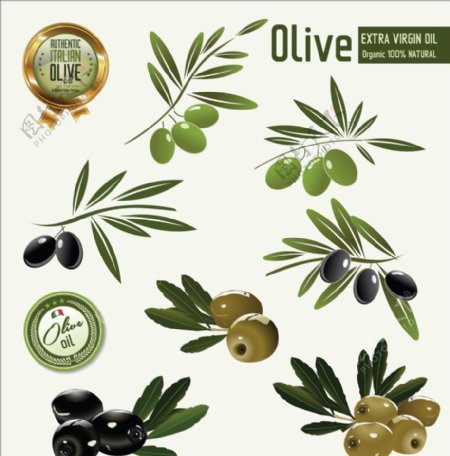 橄榄橄榄油标签图片