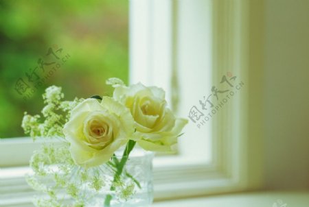 窗前清新淡雅玫瑰花图片