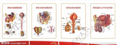 生殖系统解剖图图片