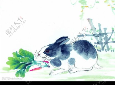 生肖兔子图片