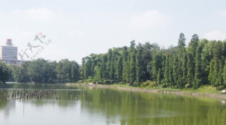 公园湖景图片