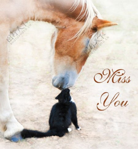 相互亲吻的马和猫图片