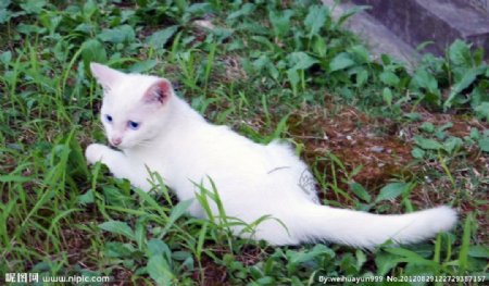 草丛白猫图片