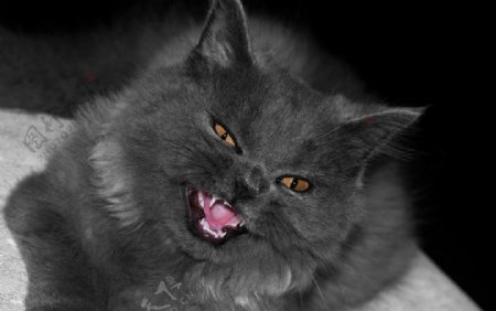 呲牙裂嘴的猫图片