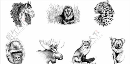 动物素描图片