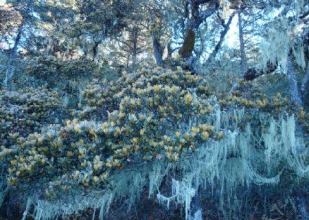 普达措国家公园松树图片