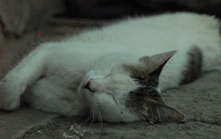 睡觉的猫咪图片