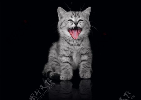 微笑小猫图片