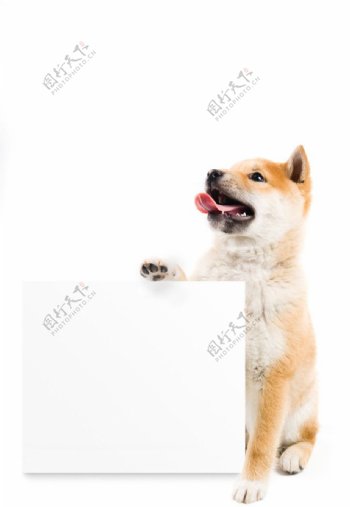 小狗与白板图片