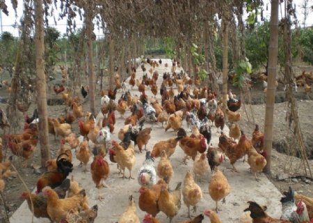 养鸡厂图片