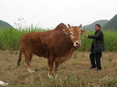 黄牛图片