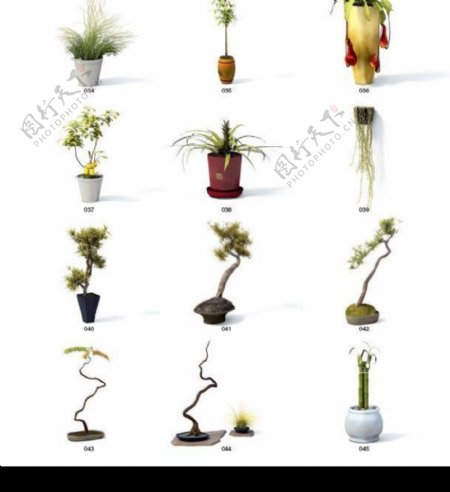 Vray高精度植物模型archmodel系列4图片