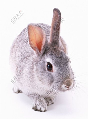 兔子1图片