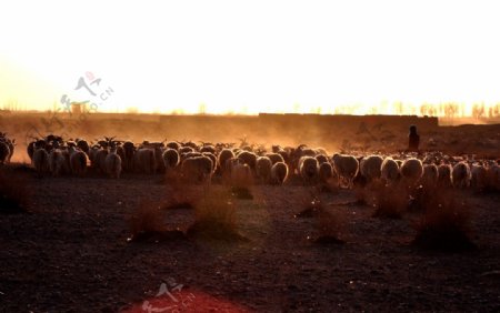 荒漠羊群图片