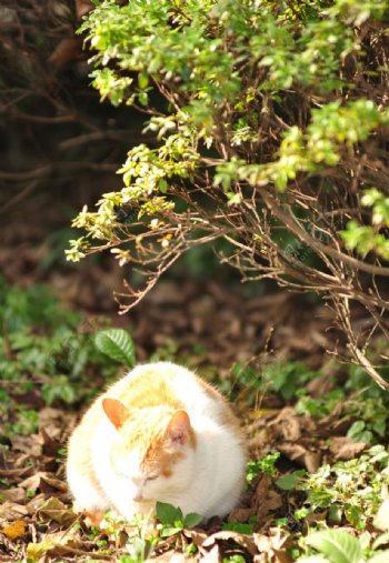 晒太阳的小猫图片