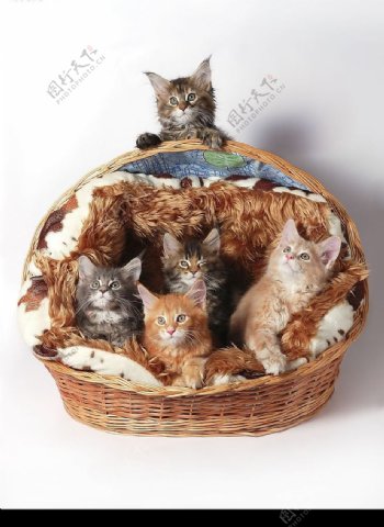 一篮可爱的小猫图片